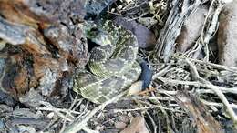 Image of Blacktail Rattlesnake