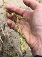 Image of Hyssop-Leaf Bugseed