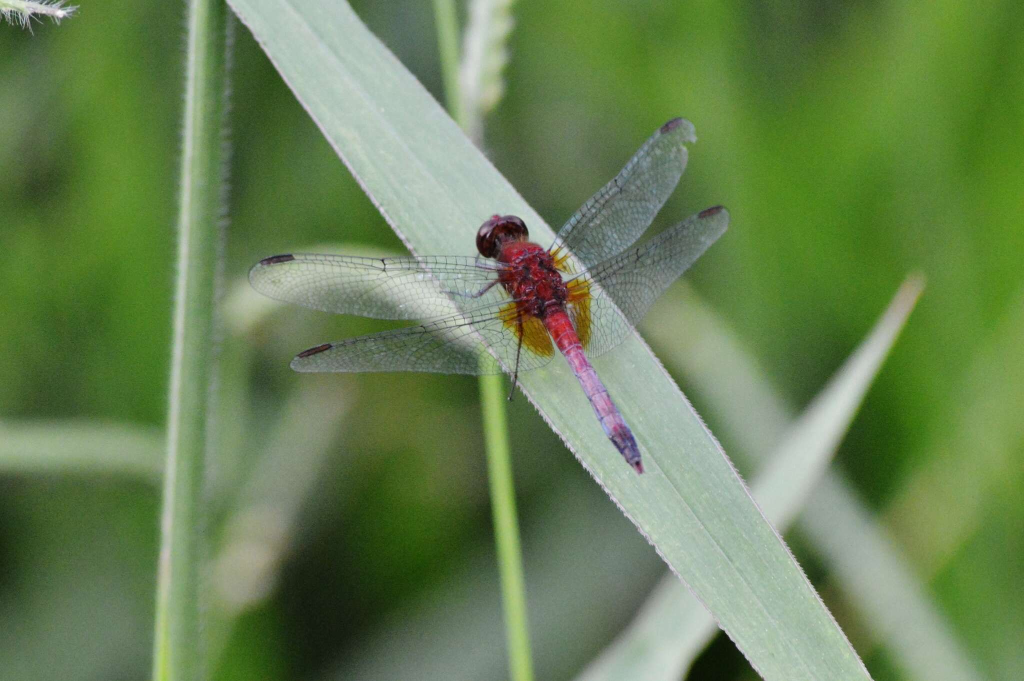 Sivun Erythrodiplax fusca (Rambur 1842) kuva