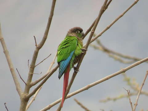 Image of Green-cheeked Conure