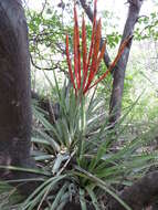 Image of Cardinal Air Plant