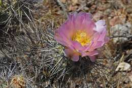 Image of Tephrocactus alexanderi (Britton & Rose) Backeb.