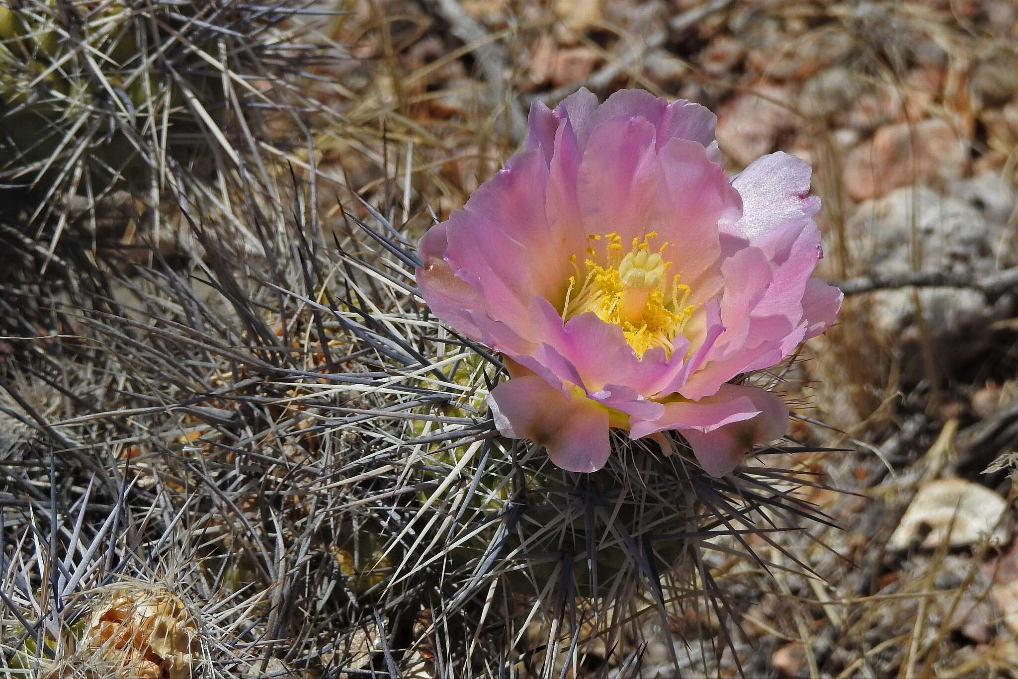 Imagem de Tephrocactus alexanderi (Britton & Rose) Backeb.