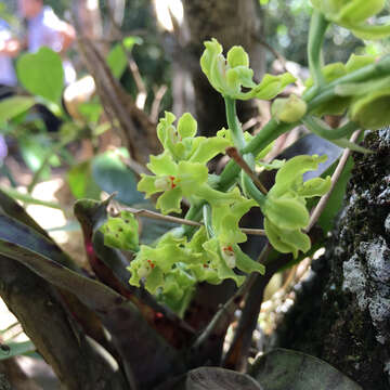 Image of Gomesa planifolia (Lindl.) Klotzsch ex Rchb. fil.