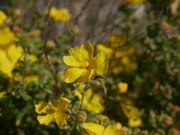 Sivun Hibbertia cinerea (R. Br ex DC.) H. R. Toelken kuva