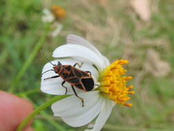 صورة Graptostethus servus Fabricius & J. C. 1787