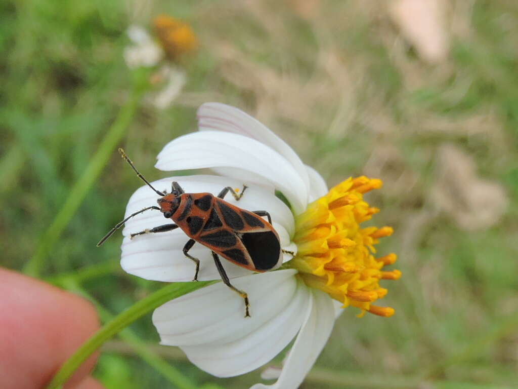 Imagem de Graptostethus servus Fabricius & J. C. 1787