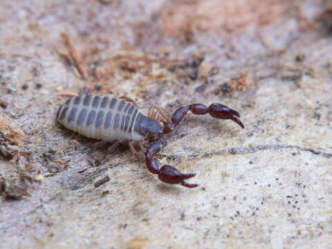 Image of Dendrochernes cyrneus (L. Koch 1873)