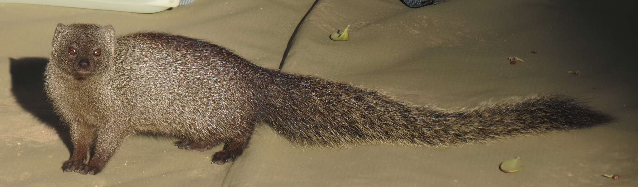 Image of Cape Gray Mongoose