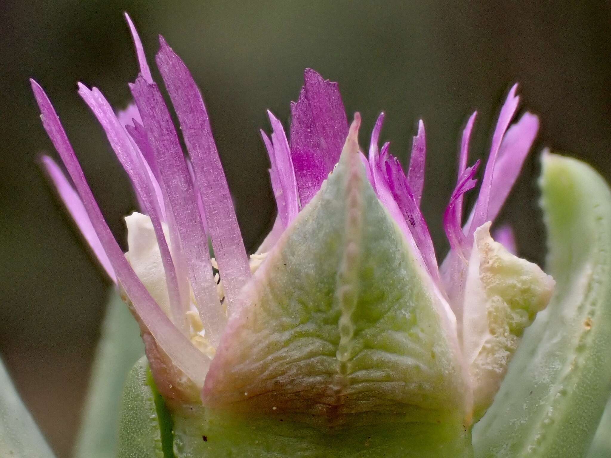 Sarcozona praecox (F. Müll.) S. T. Blake resmi