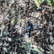 Image of Transvolcanic Jay