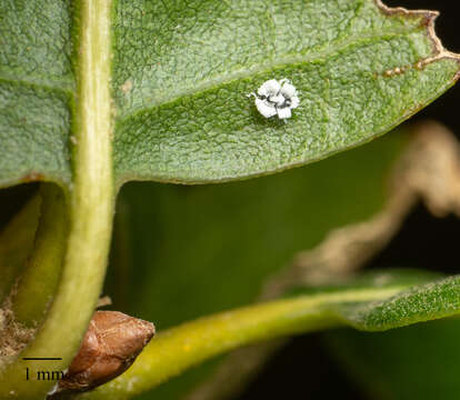 Image de Aleuroplatus