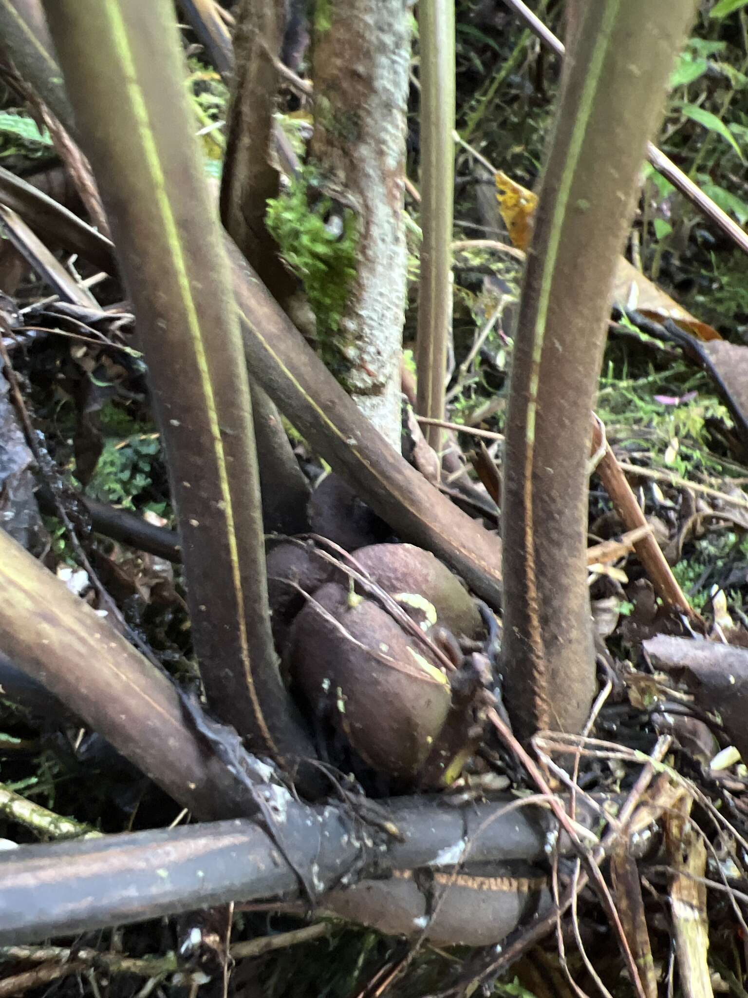 Image of Menisciopsis cyatheoides (Kaulf.) S. E. Fawc. & A. R. Sm.