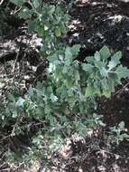 Chenopodium oahuense (Meyen) Aellen的图像