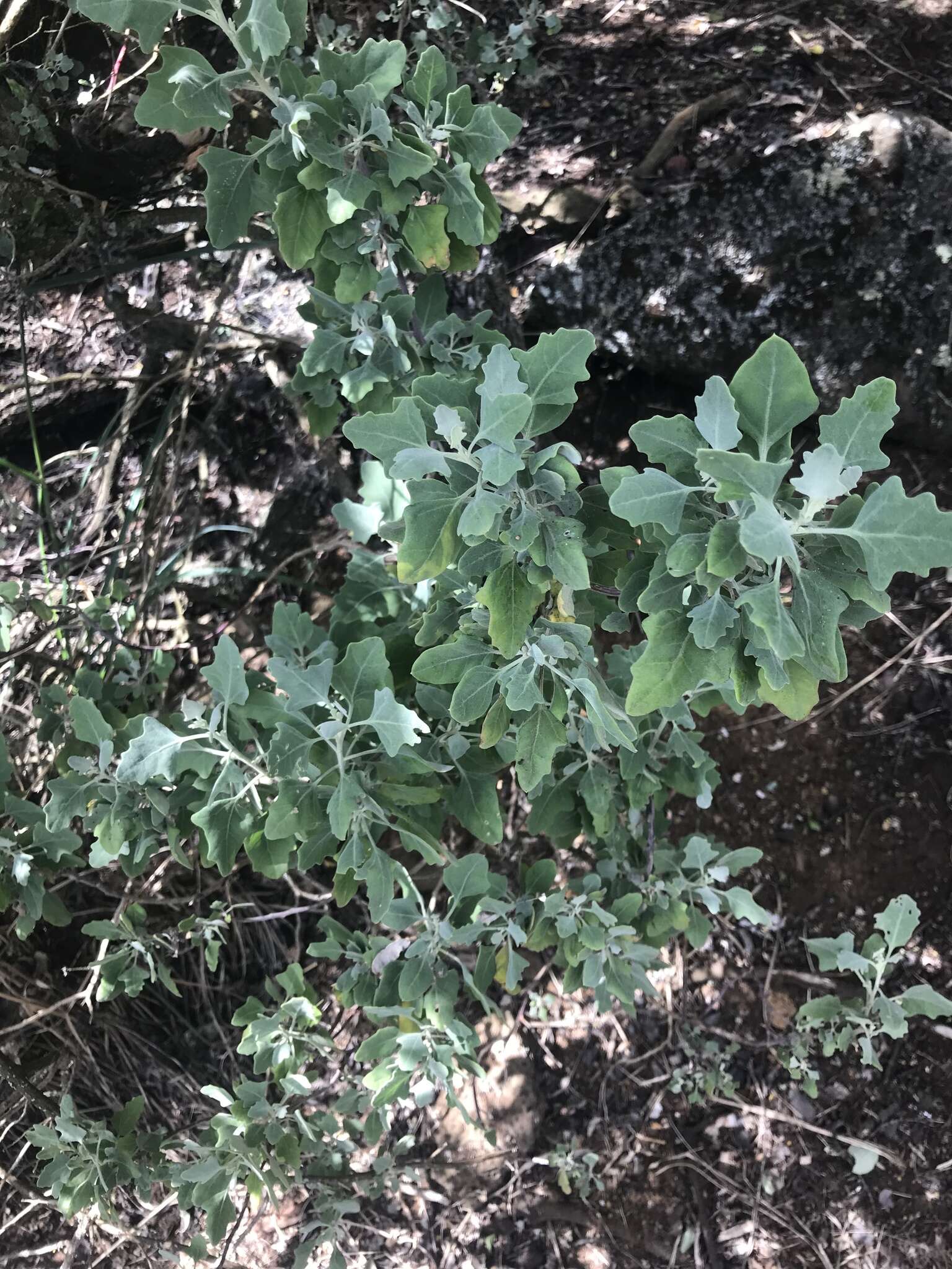 Chenopodium oahuense (Meyen) Aellen的图像