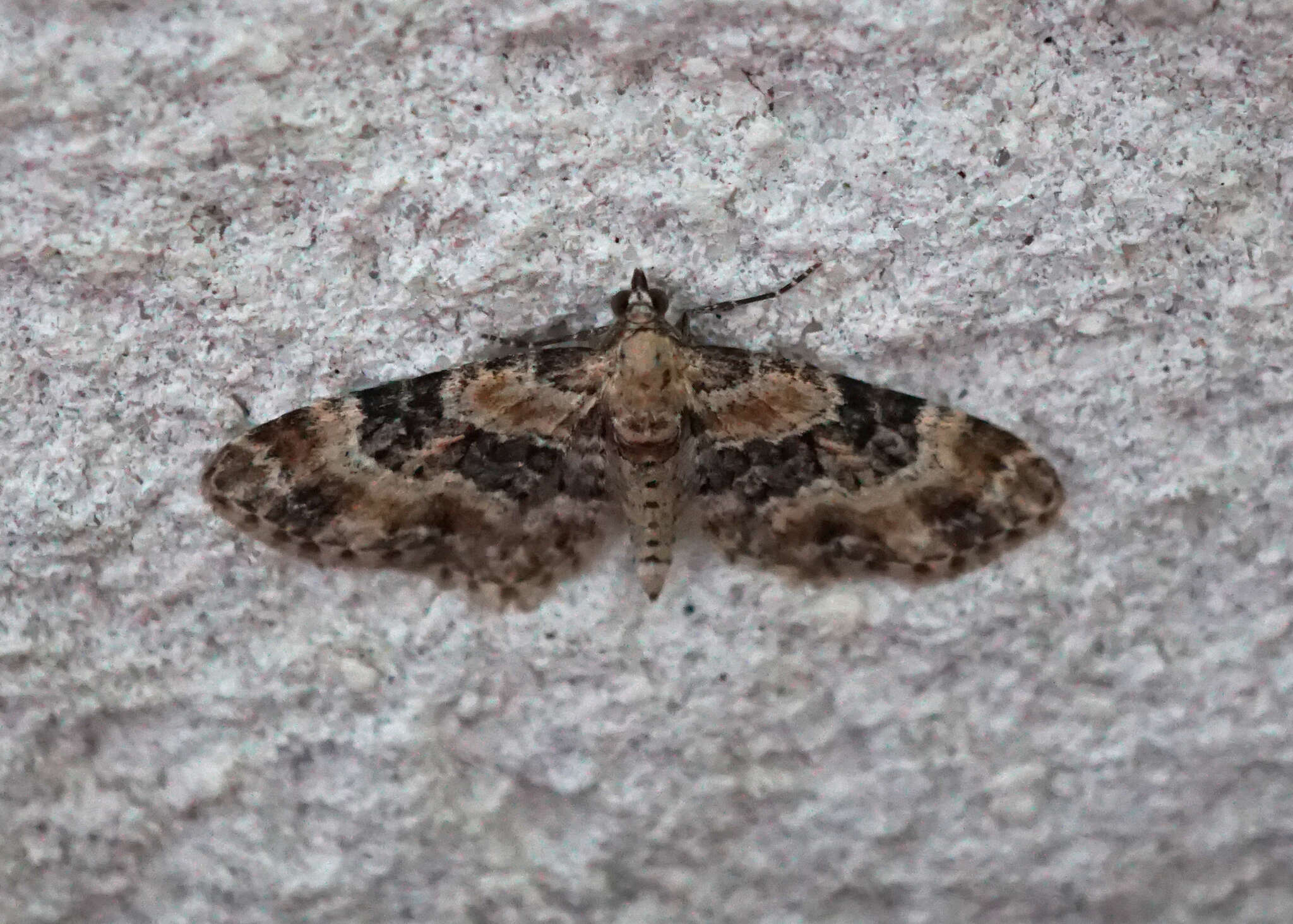 Слика од Eupithecia pulchellata Stephens 1831