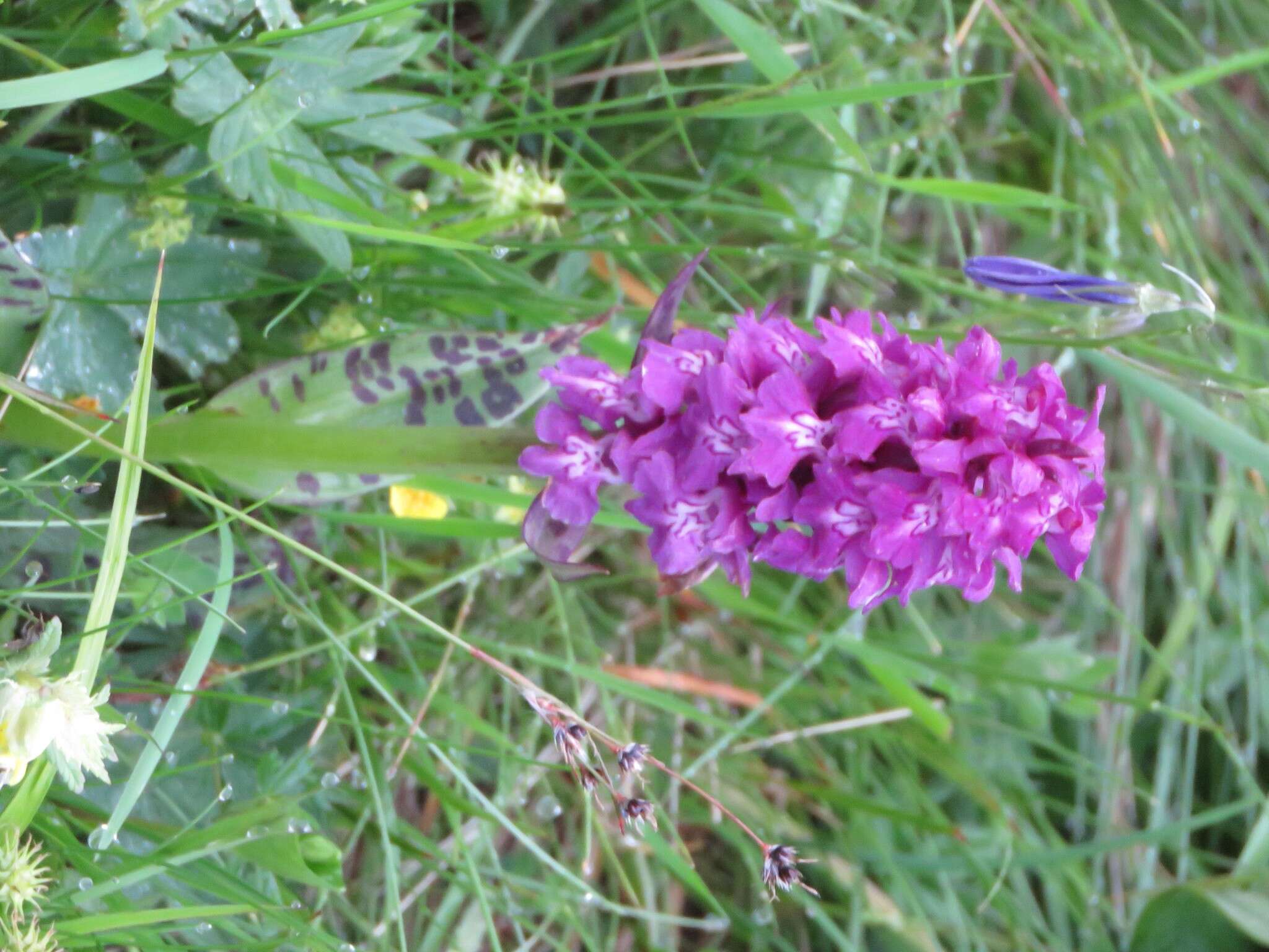 Image of Dactylorhiza cordigera (Fr.) Soó