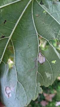 Image of Stigmella tiliella (Braun 1912) Newton et al. 1982