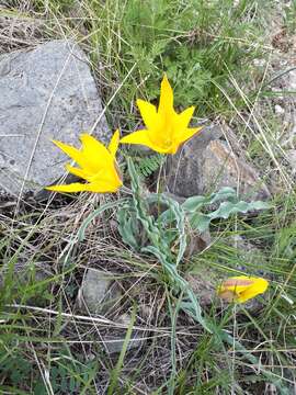 Image of Tulipa ostrowskiana Regel