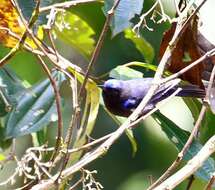 Image of Capped Conebill