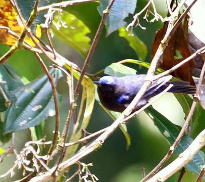 Image of Capped Conebill