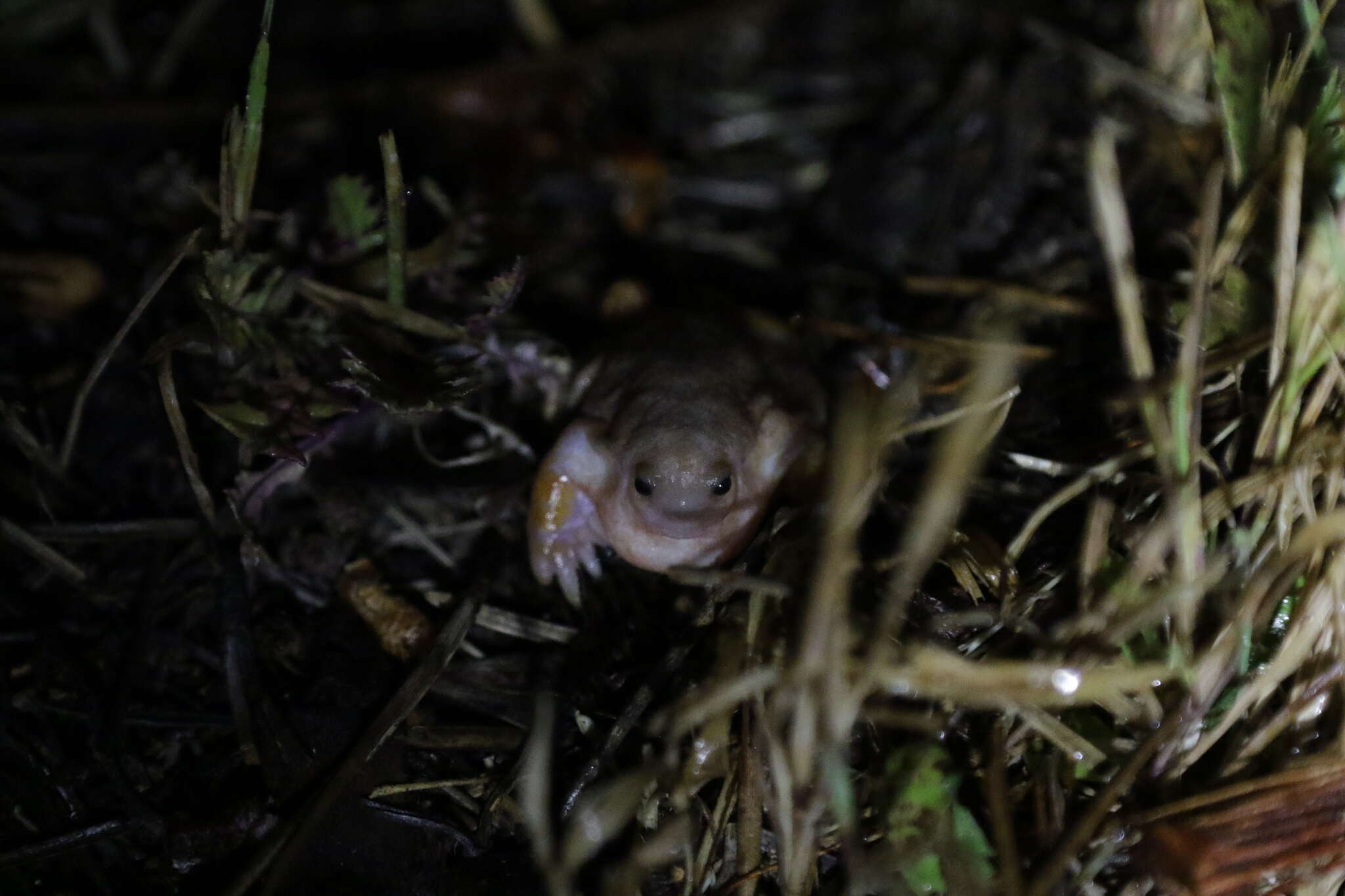 صورة Myobatrachus Schlegel ex Gray 1850