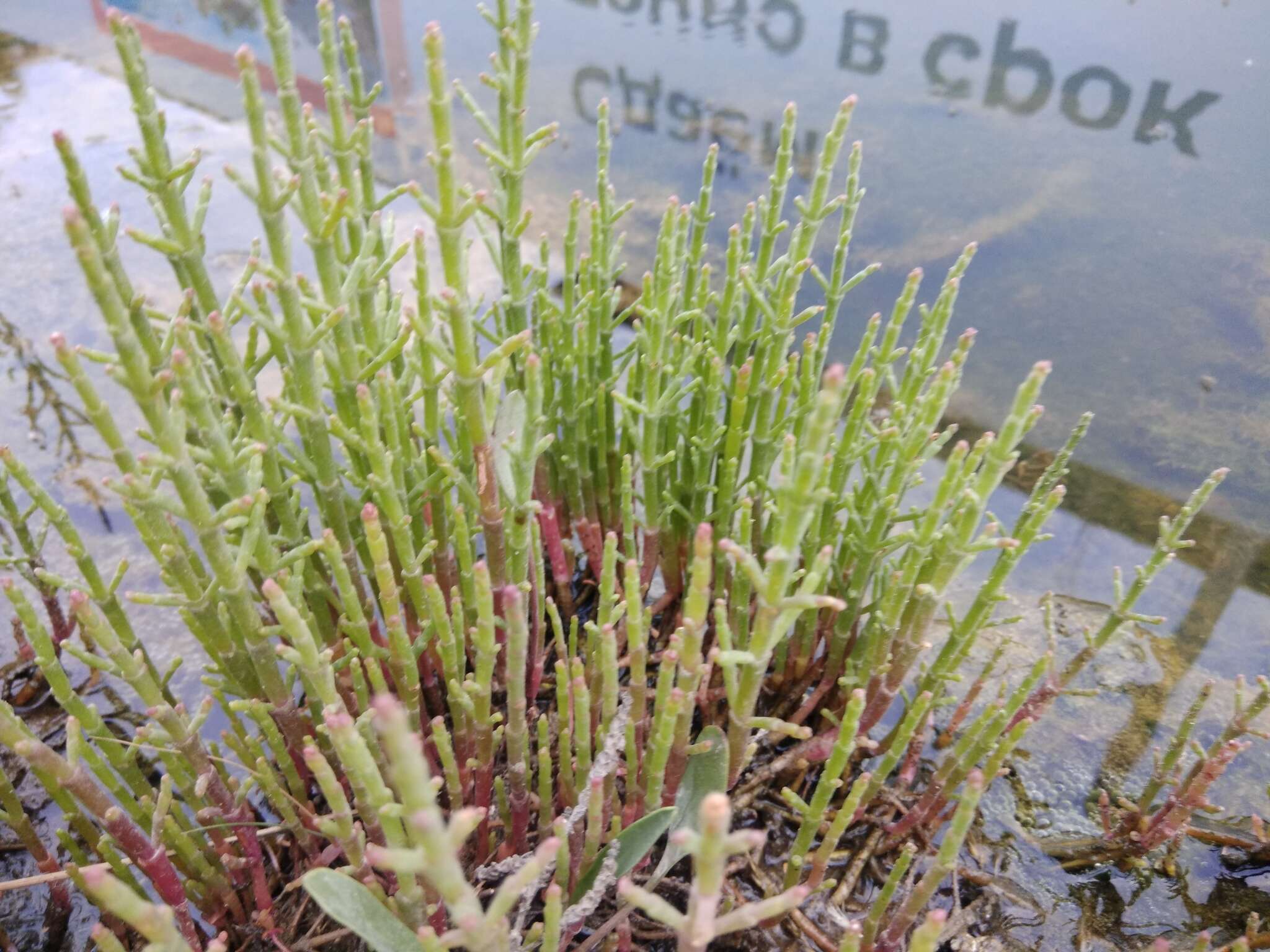 Image of glasswort