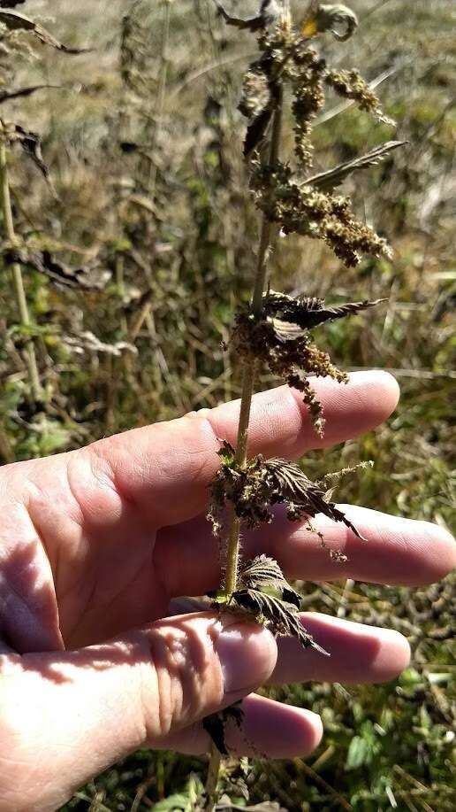 Image of stinging nettle