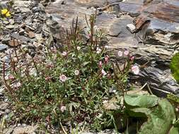 Image de Epilobium hohuanense S. S. Ying