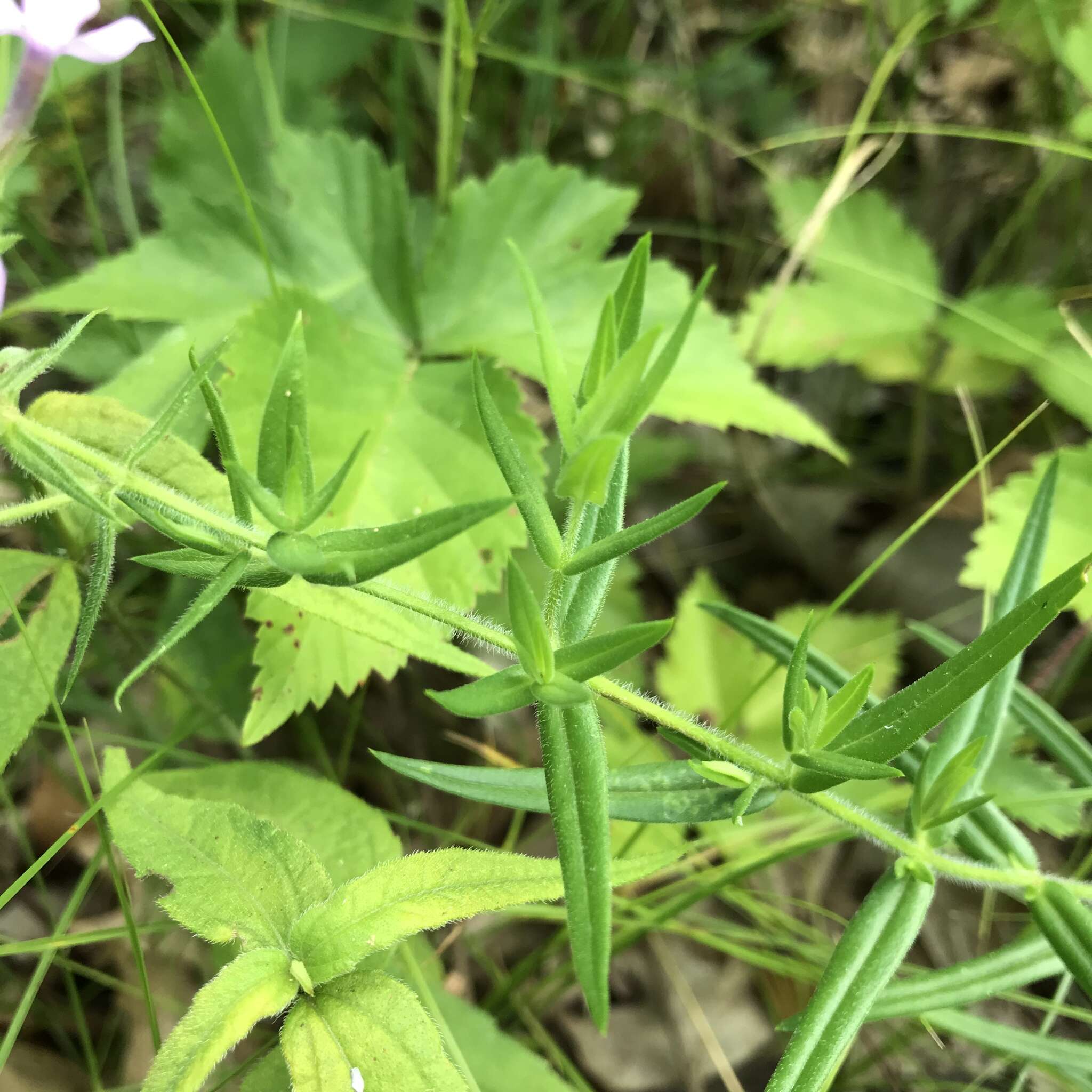 Sivun Phlox pilosa subsp. pilosa kuva