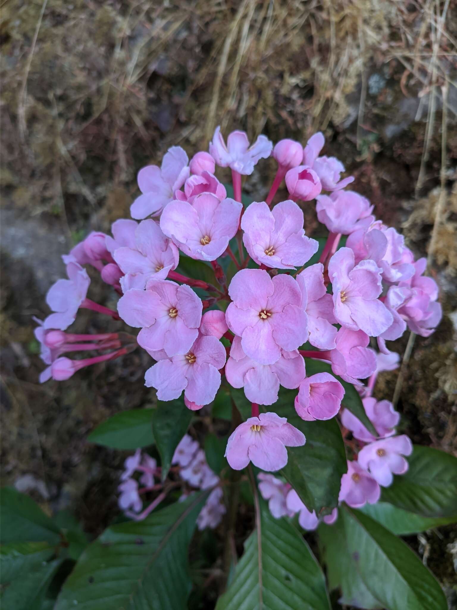 Image de Luculia gratissima (Wall.) Sweet