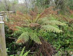 Pteris tripartita Sw. resmi