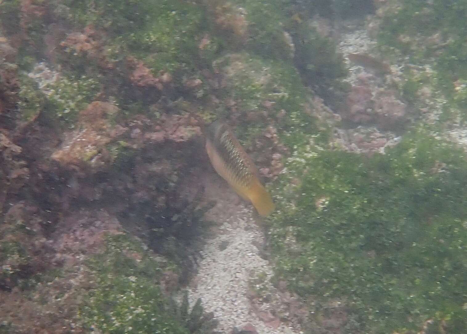 Image of Spinster wrasse