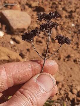 Image of Crassula rogersii Schönl.