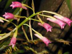 Image de Coelia guatemalensis Rchb. fil.