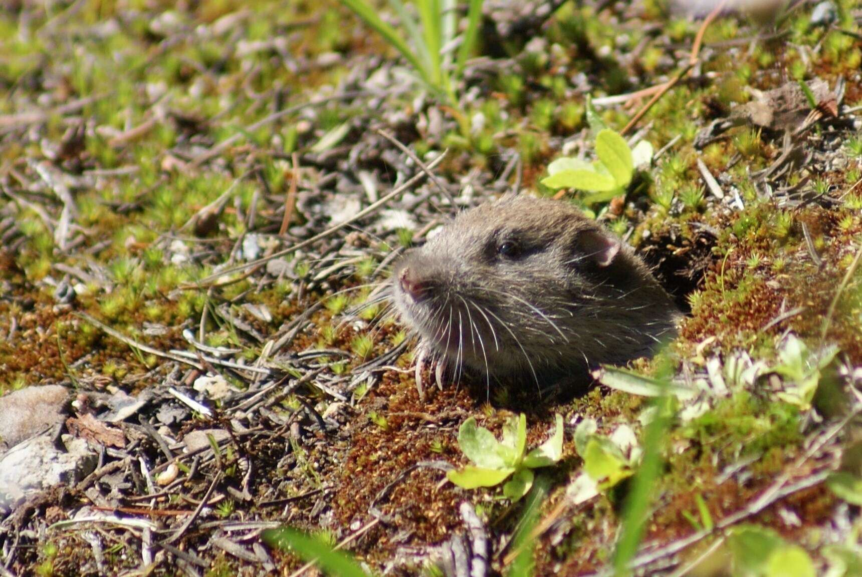 Image of Thomomys subgen. Thomomys Wied-Neuwied 1839