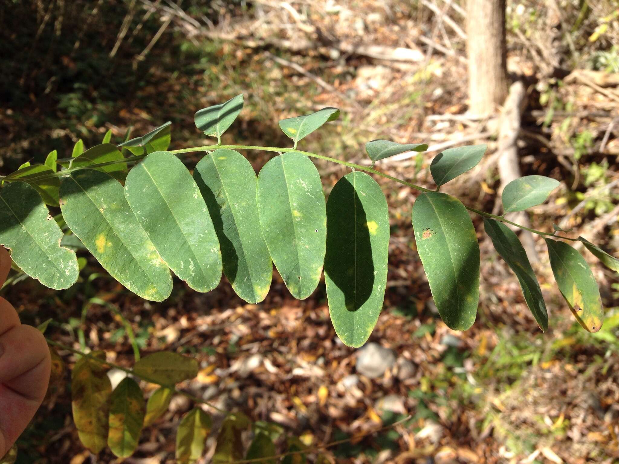 Image of California Indigobush