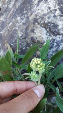 Image of narrowsepal phacelia