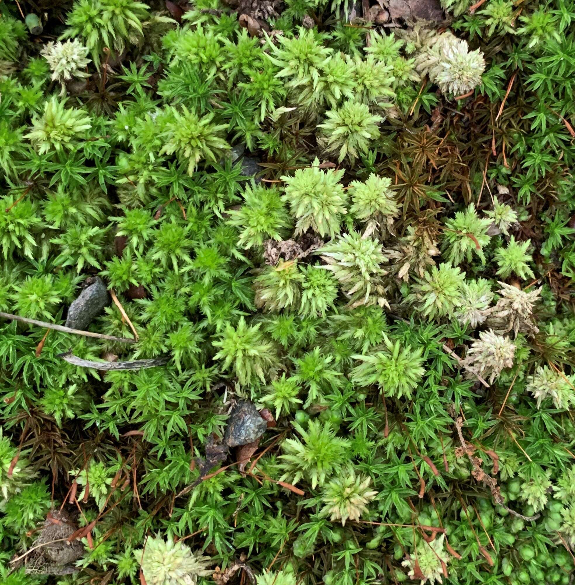 Image of Sphagnum missouricum Warnst. & Cardot