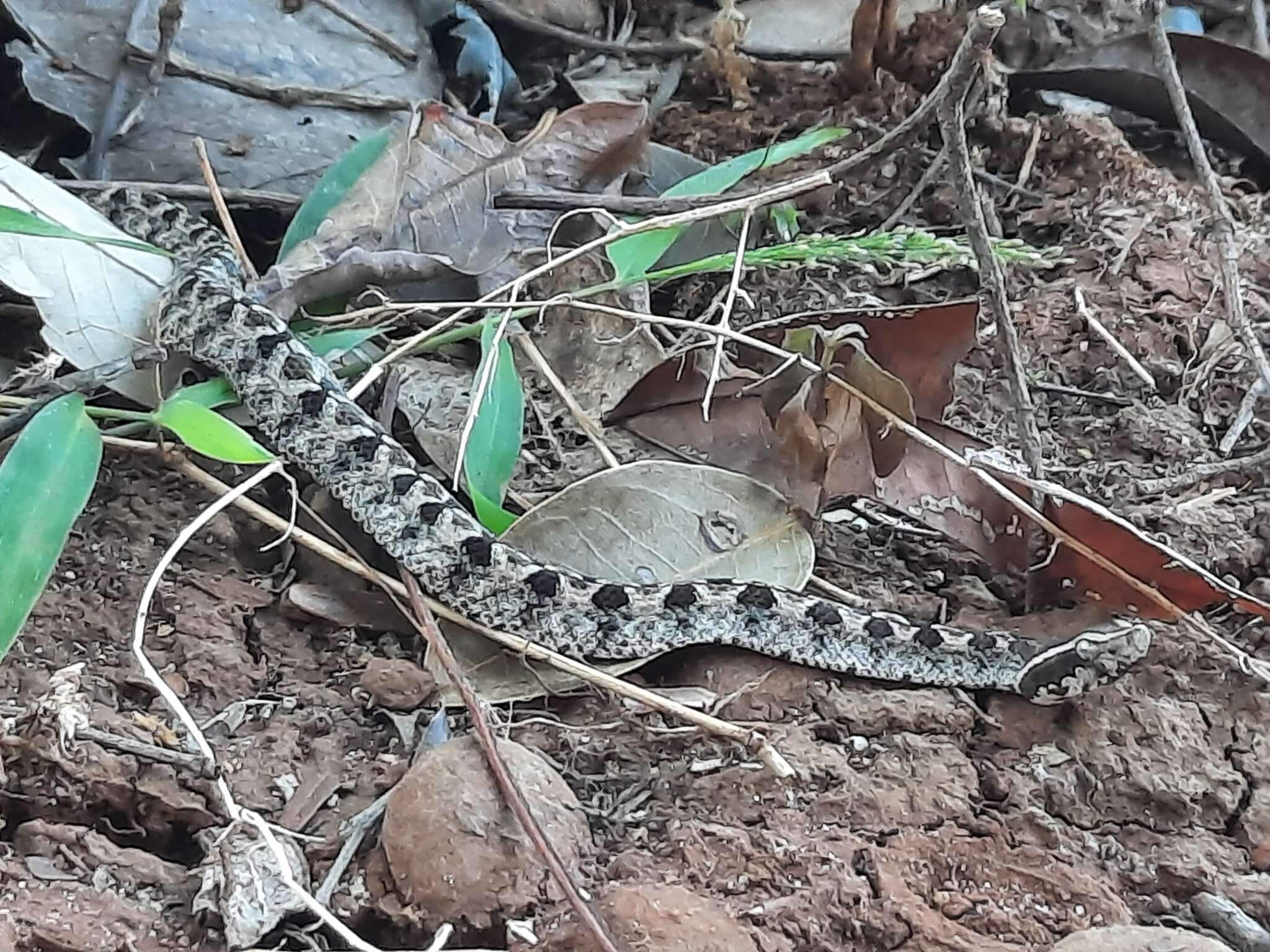 Image of Malayan Pit Viper