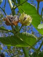 Imagem de Abutilon umbelliflorum A. St.-Hil.