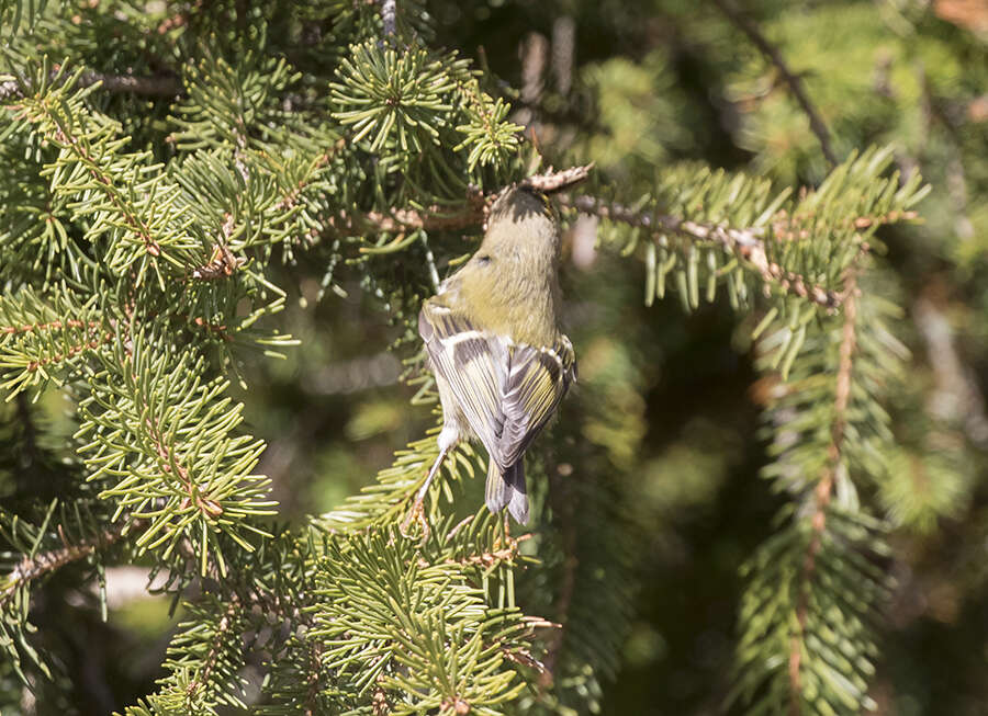 Image of Regulus regulus regulus (Linnaeus 1758)