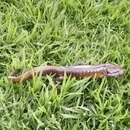 Image of Delicateskin salamander