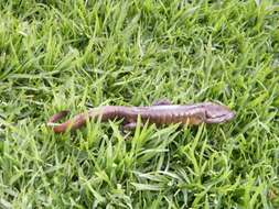 Image of Delicateskin salamander