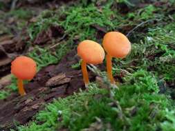 Plancia ëd Hygrocybe squamulosa (Ellis & Everh.) Arnolds 1995