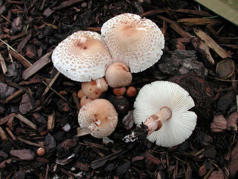 Image of Lepiota lilacea Bres. 1892