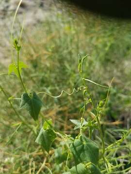 Image of desert starvine