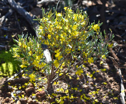 Image of Hibbertia subvaginata (Steudel) F. Müll.