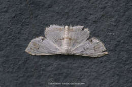 Image of <i>Scopula butleri</i>