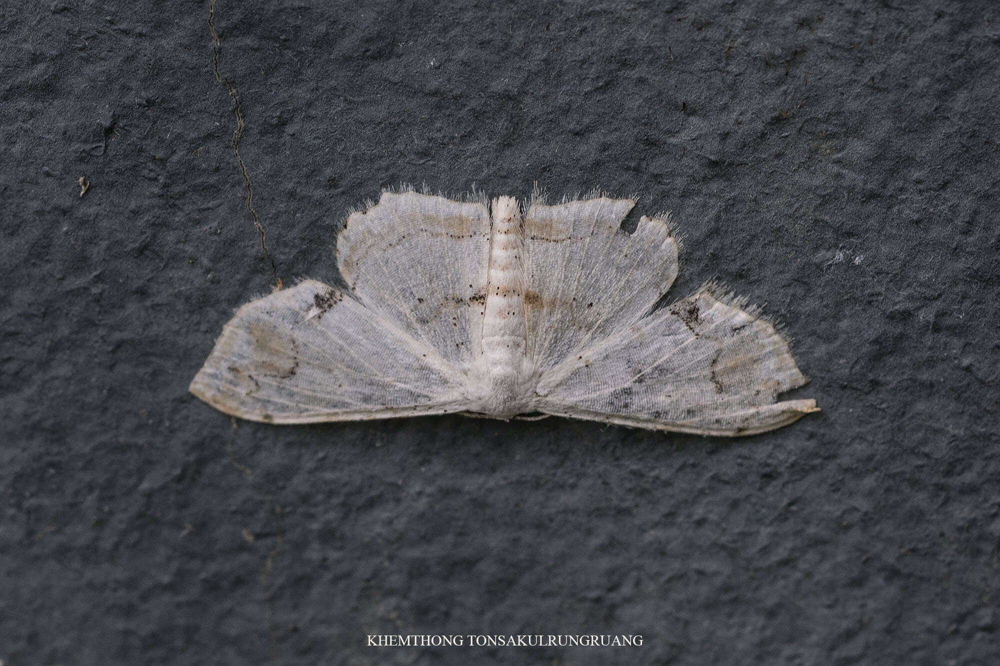 Image of <i>Scopula butleri</i>